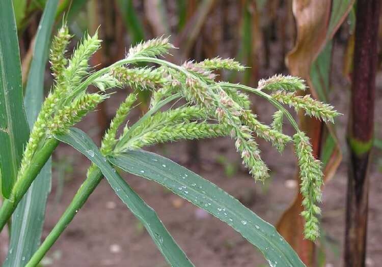 Barnyard Grass 