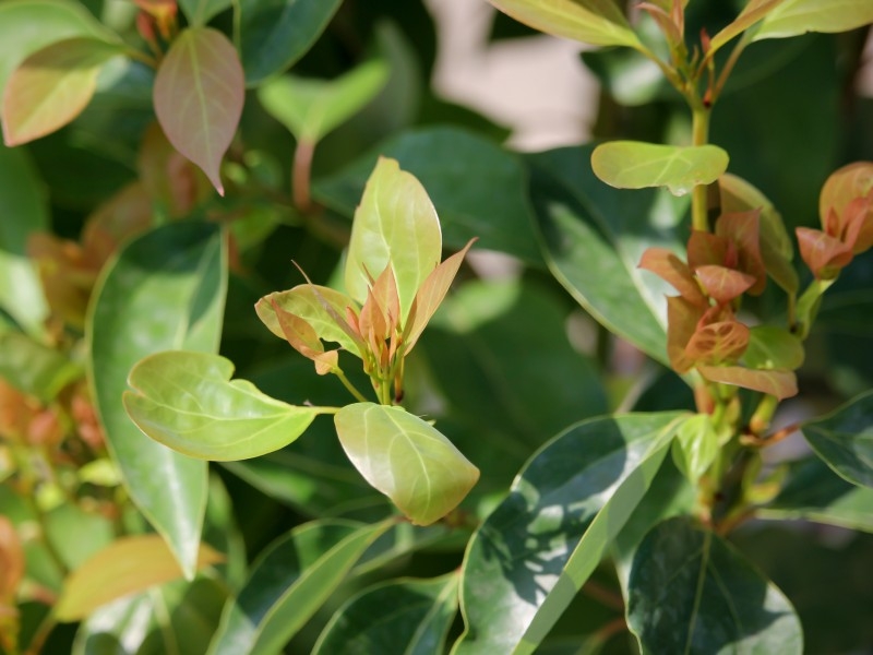 Camphor Laurel