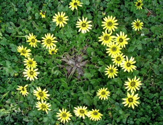 Cape Weed 