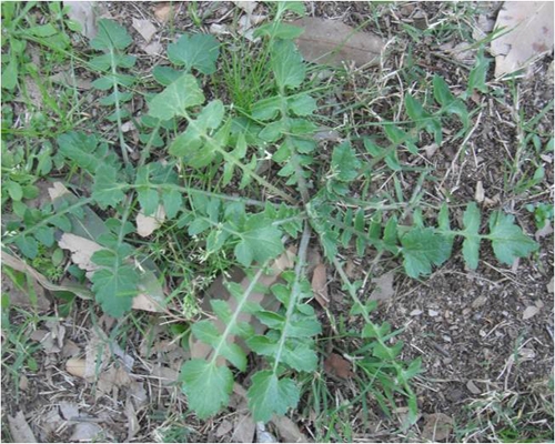 Cape Weed 