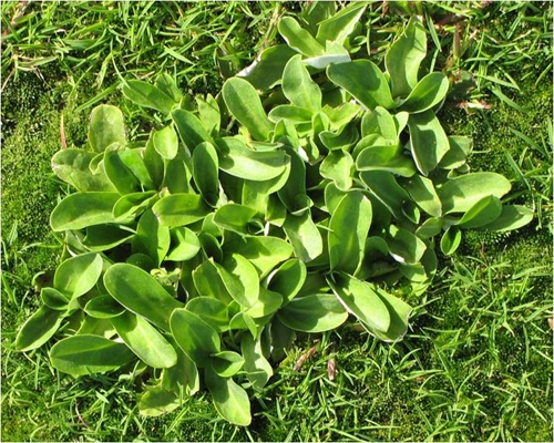 Cudweed