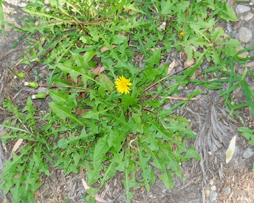 dandelion 