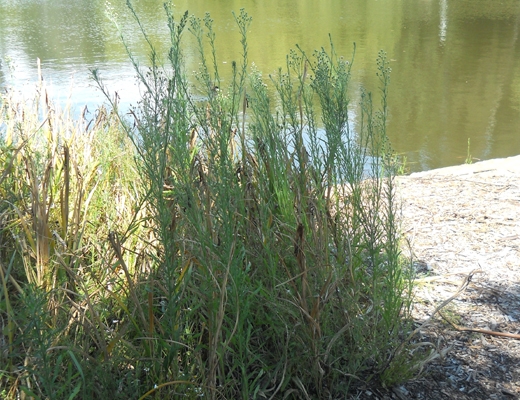 Fleabane