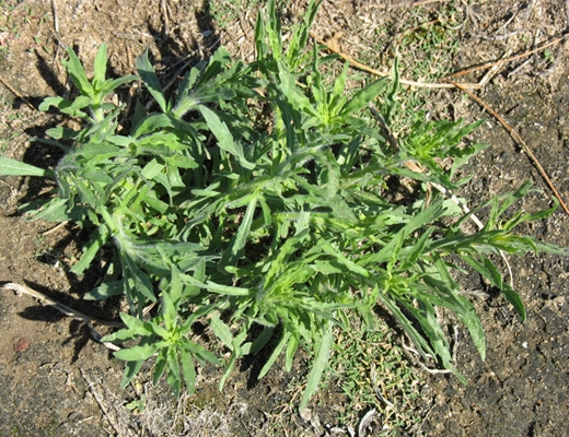 Fleabane