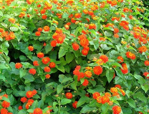 Lantana