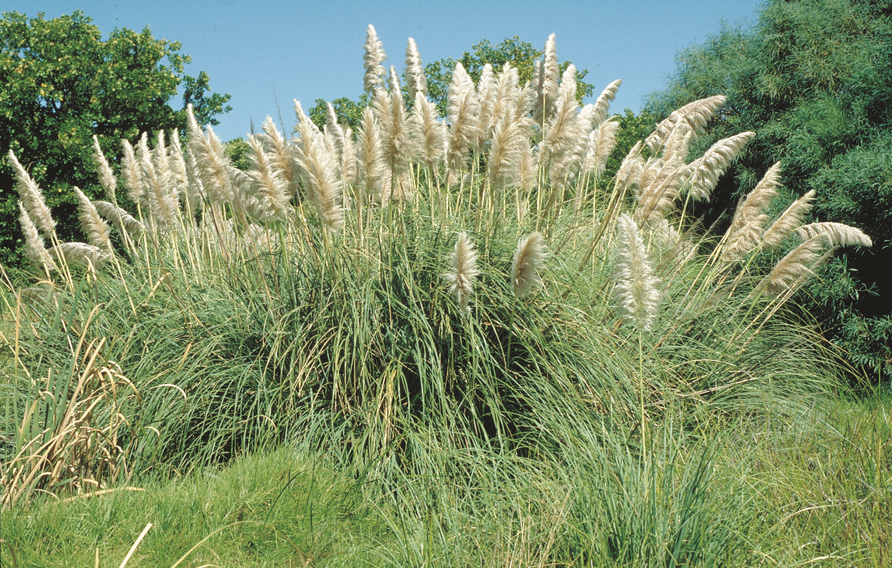 Pampas Grass