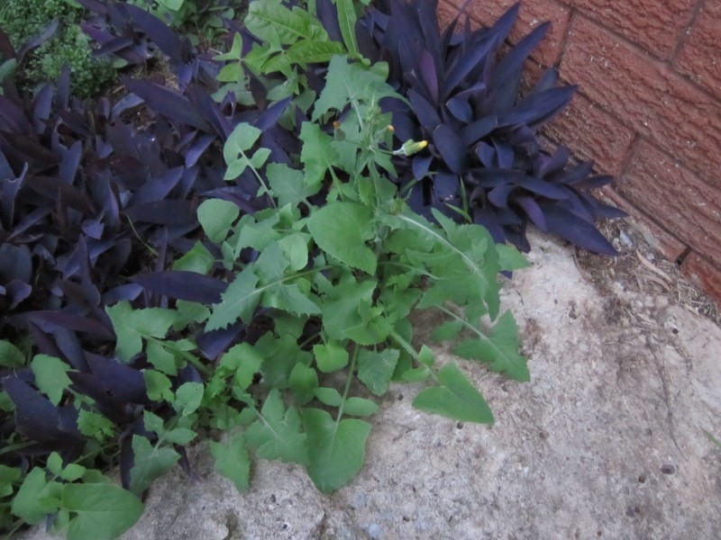 Sow Thistle