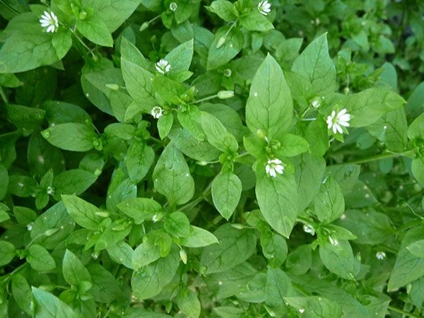 Chickweed 