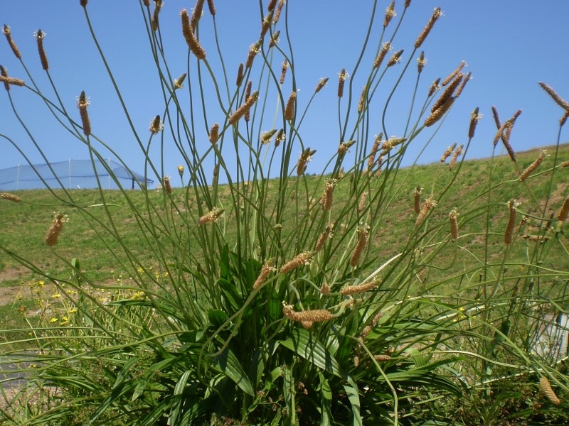 Lambs Tongue 