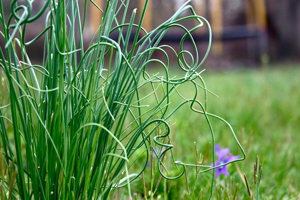 Onion Grass