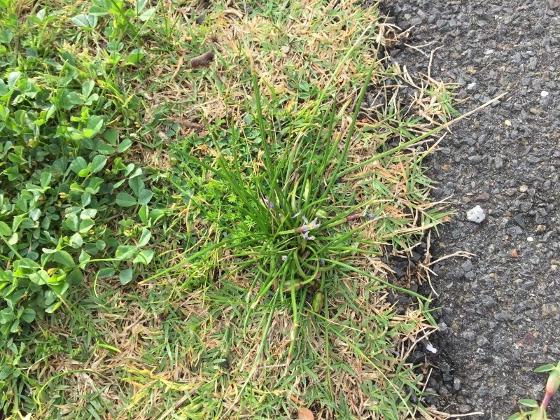 Onion Grass