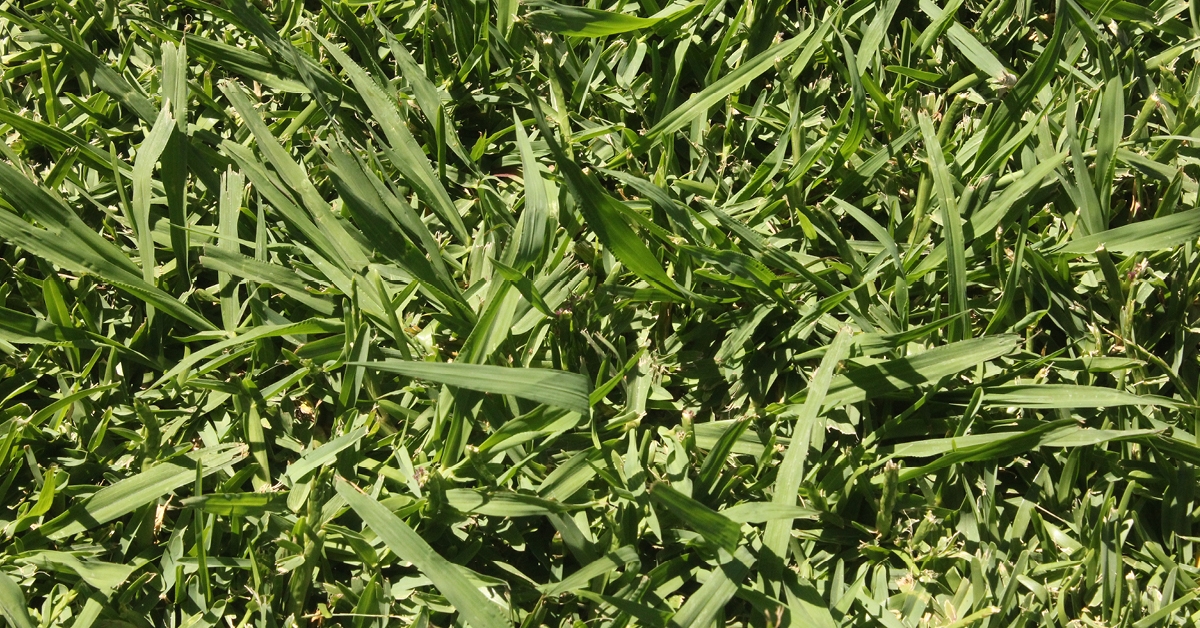 Paspalum