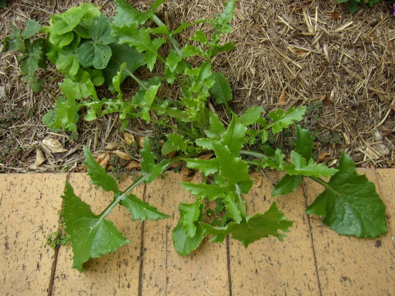 Sow Thistle