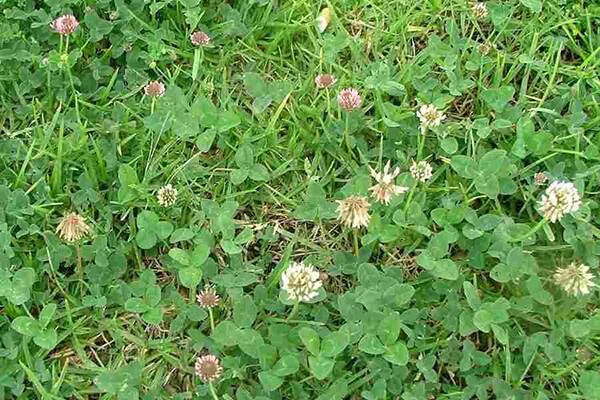 White Clover