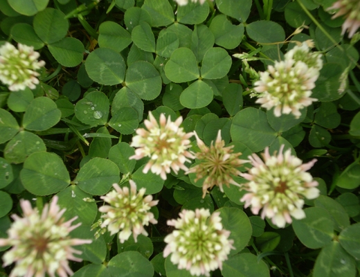 White Clover